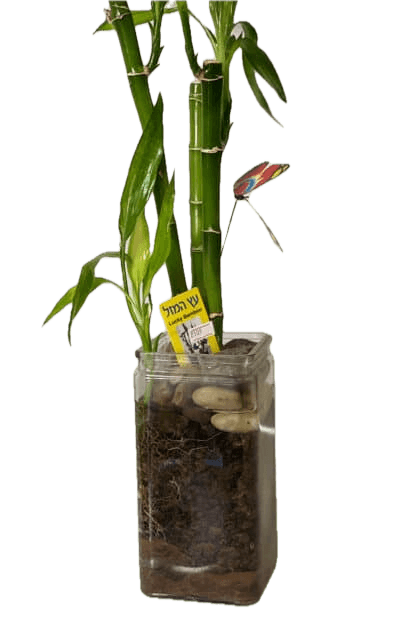 לאקי במבוק (עץ המזל)